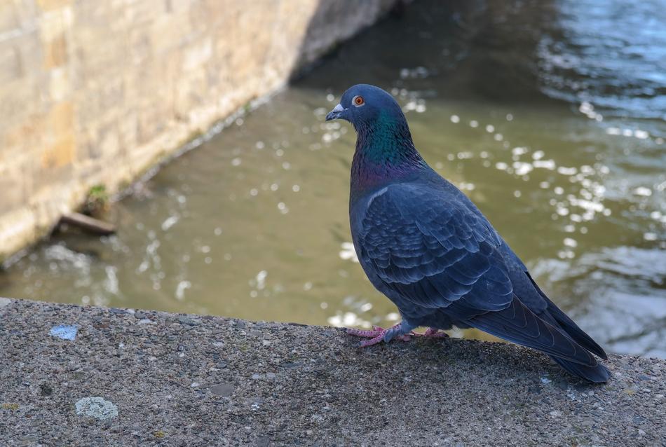 Dove Animal Bird