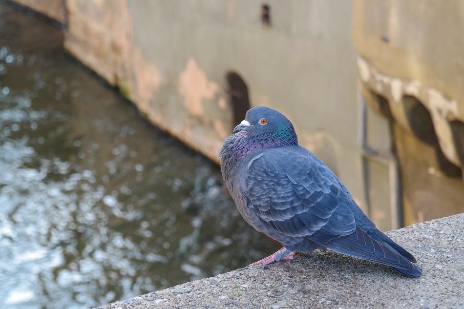 Dove Bird Animal