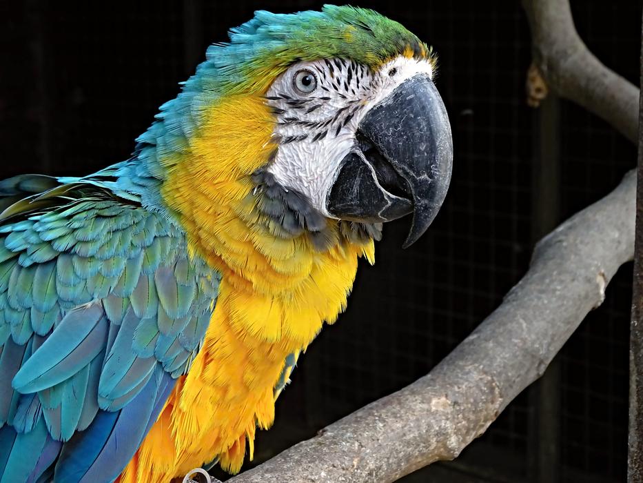 Yellow Macaw Ara Bird
