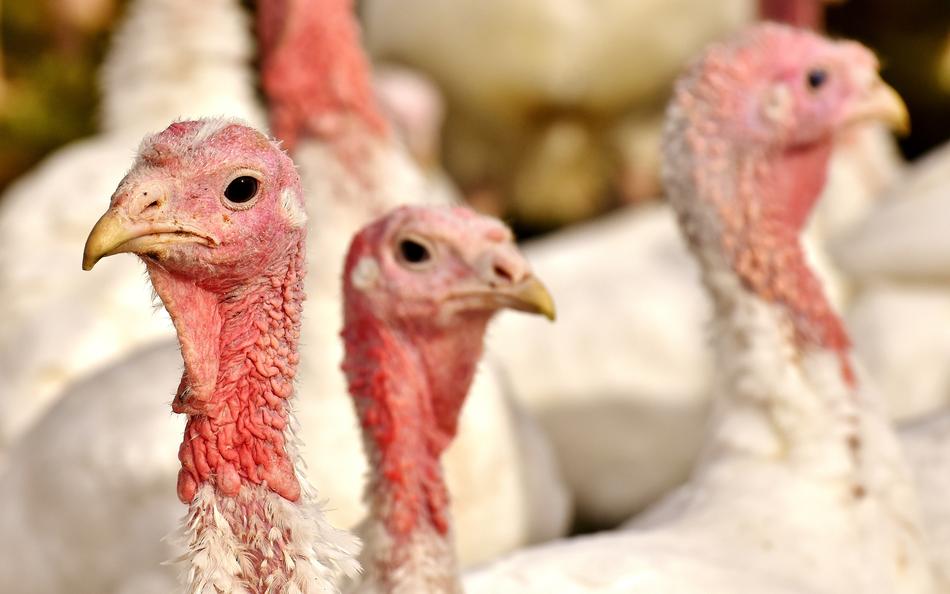 Turkeys Birds Poultry