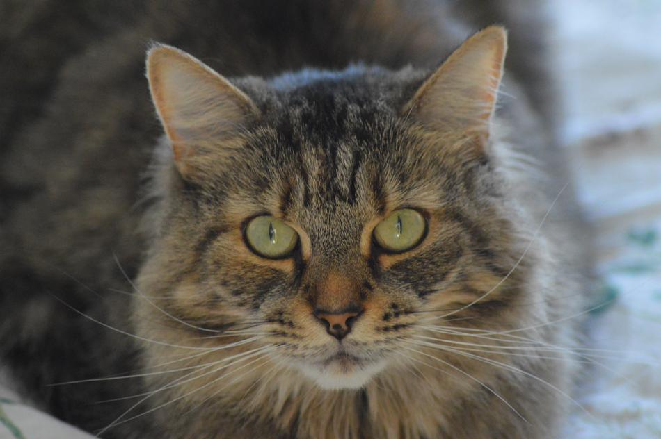 Cat Tabby Animal