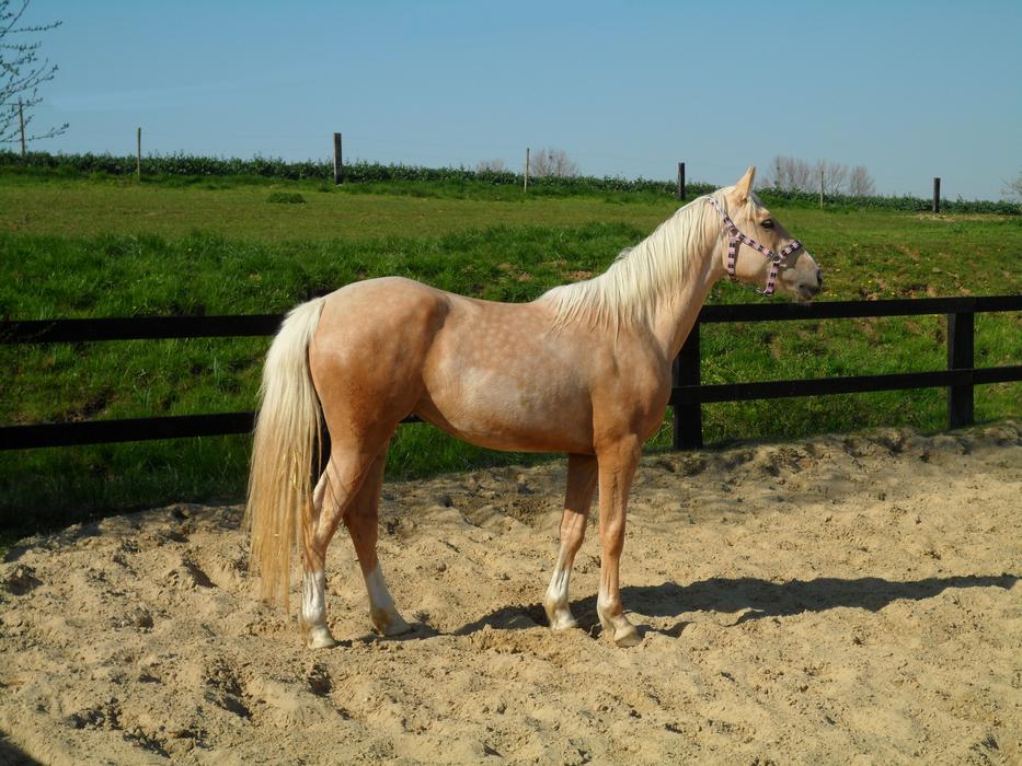 Palomino Horse Mare