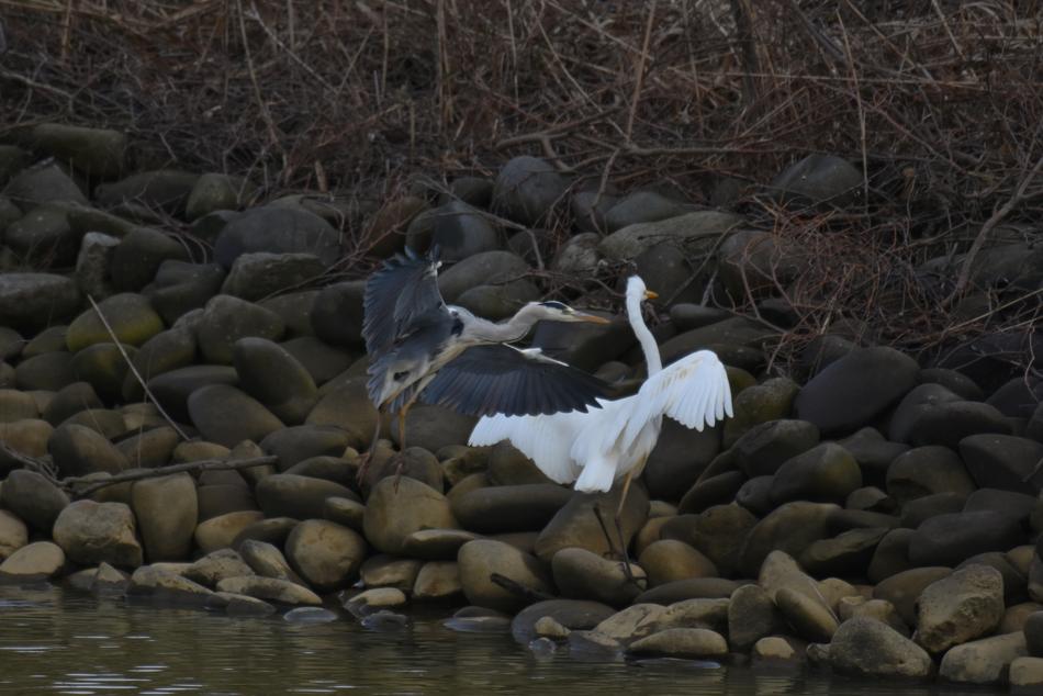 Animal River Waterside