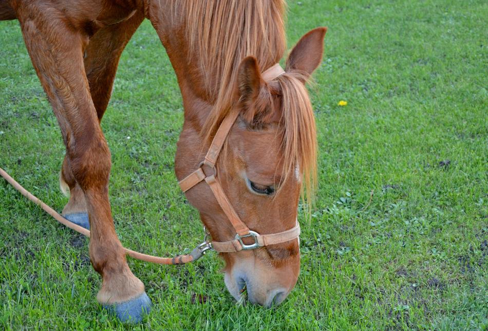 Horse Eating Grass