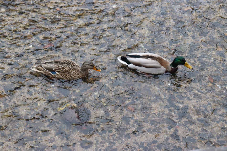 Duck River The Couple