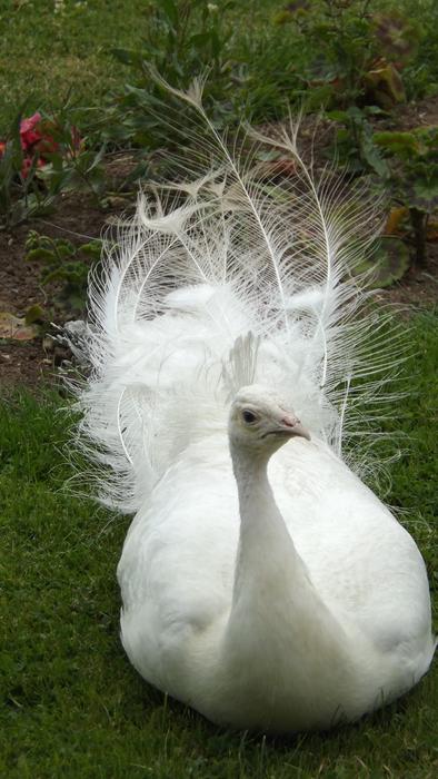 Fauna Peacock Animal