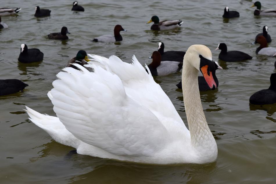 Swan Bird Duck