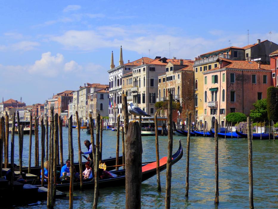 Venice Canal Grande Seagull