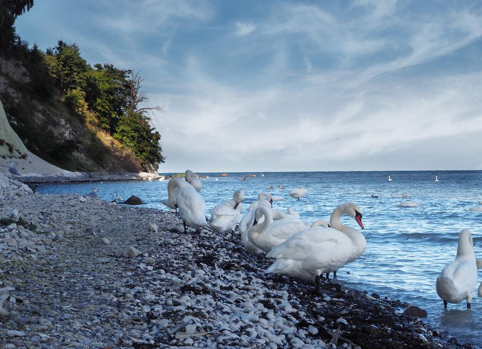 Swan Rügen Sea Baltic