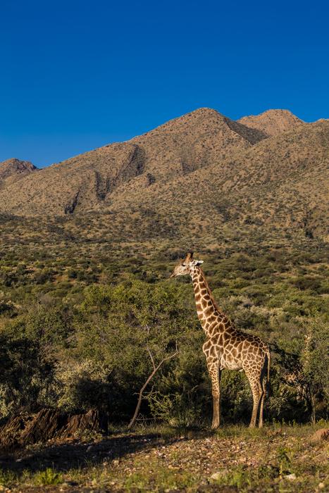 Africa Giraffe Sun