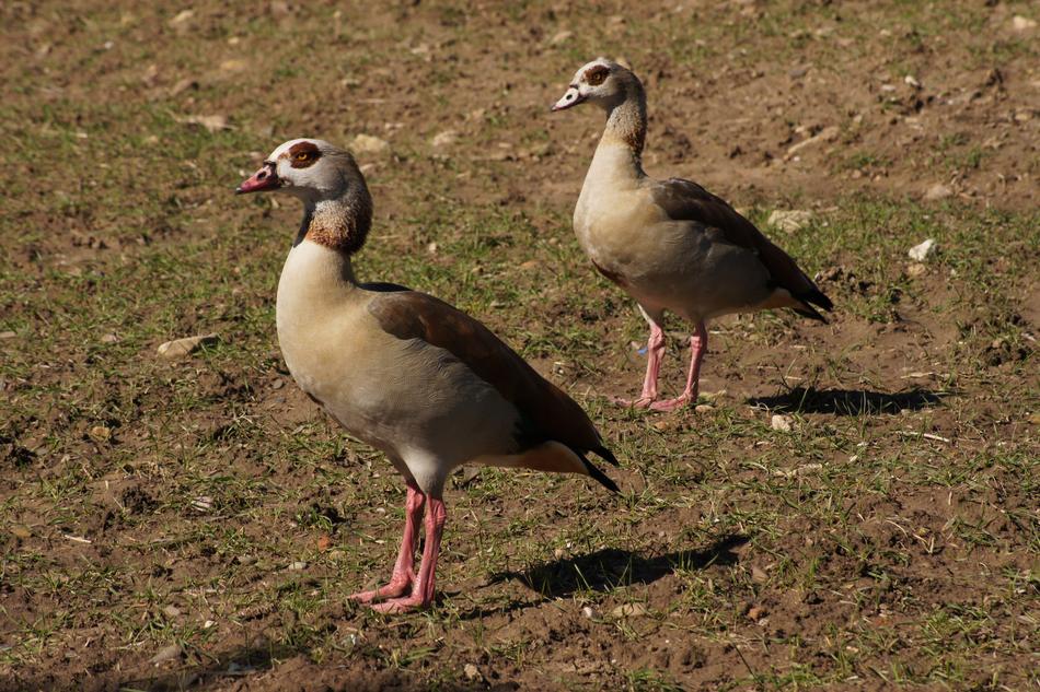 Ducks Plumage Animal