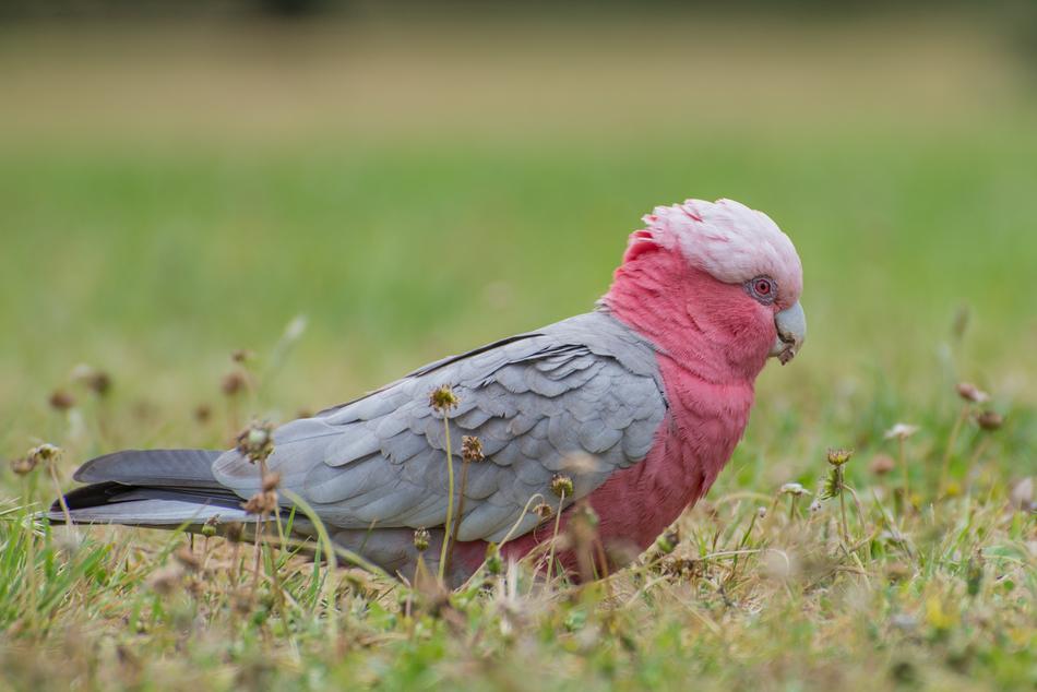 Parrot Pink Wild