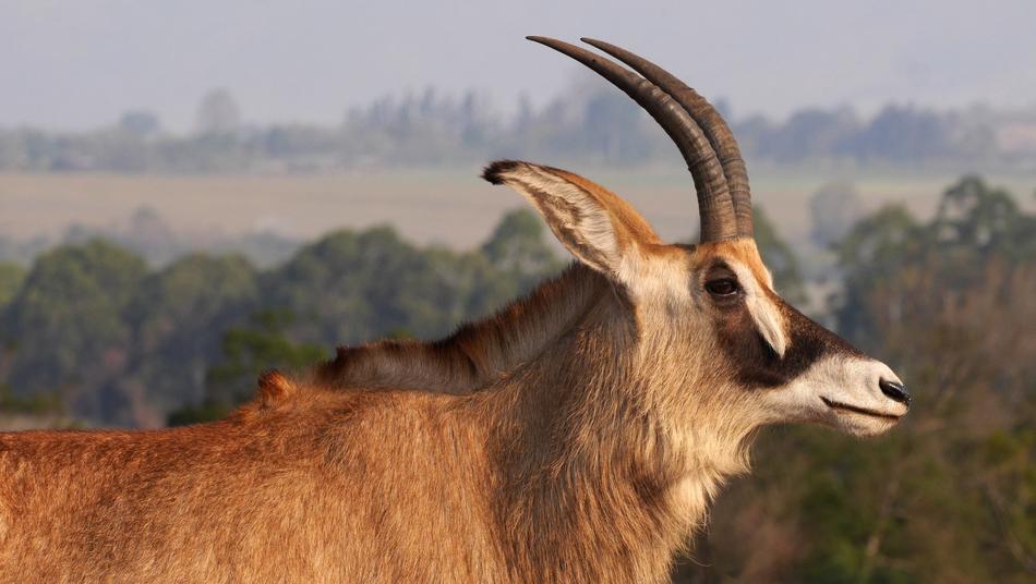 Horse Antelope portrait
