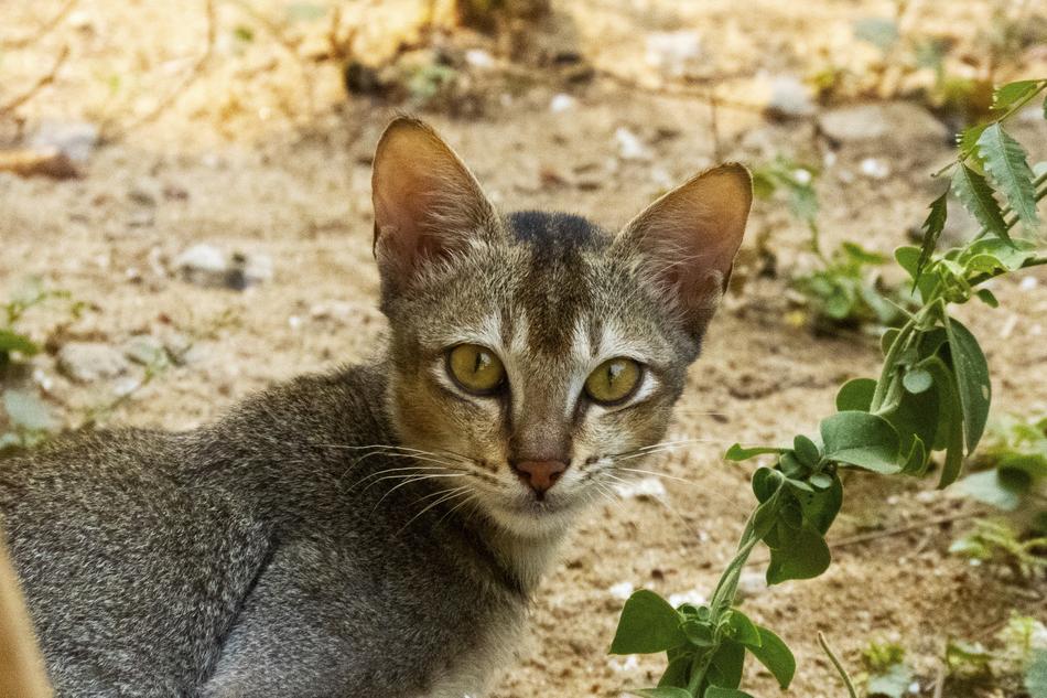 wild cat with big eyes