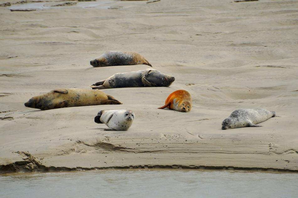 Sea Beach Berck Bay Of