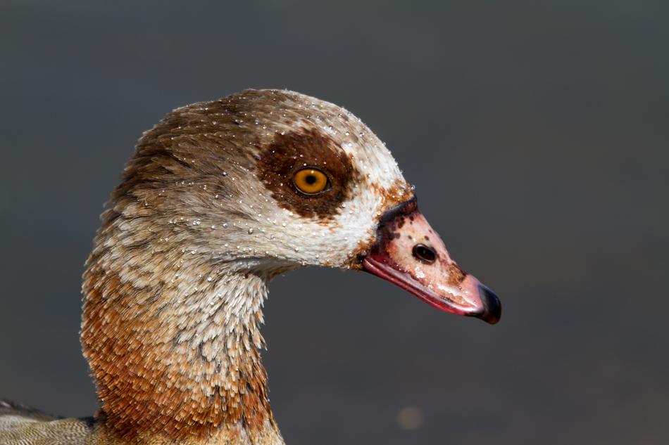 Nilgans Bird Nature Water