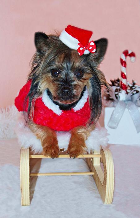 Yorkshire Terrier Dog Santa Claus