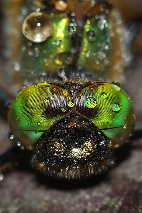 Ważka Macro Insect