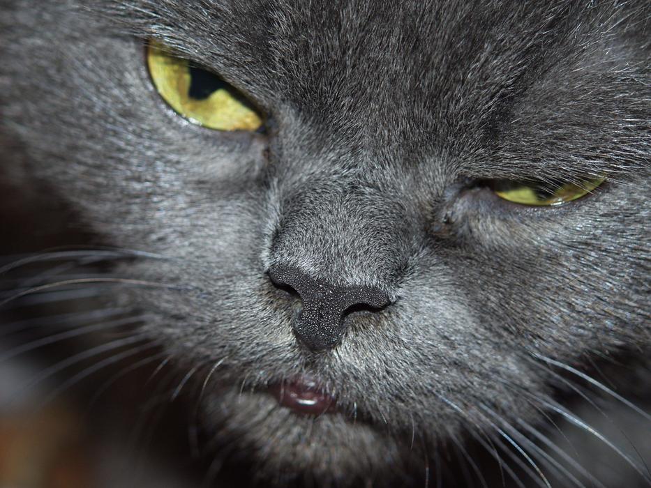 Cat Eyes