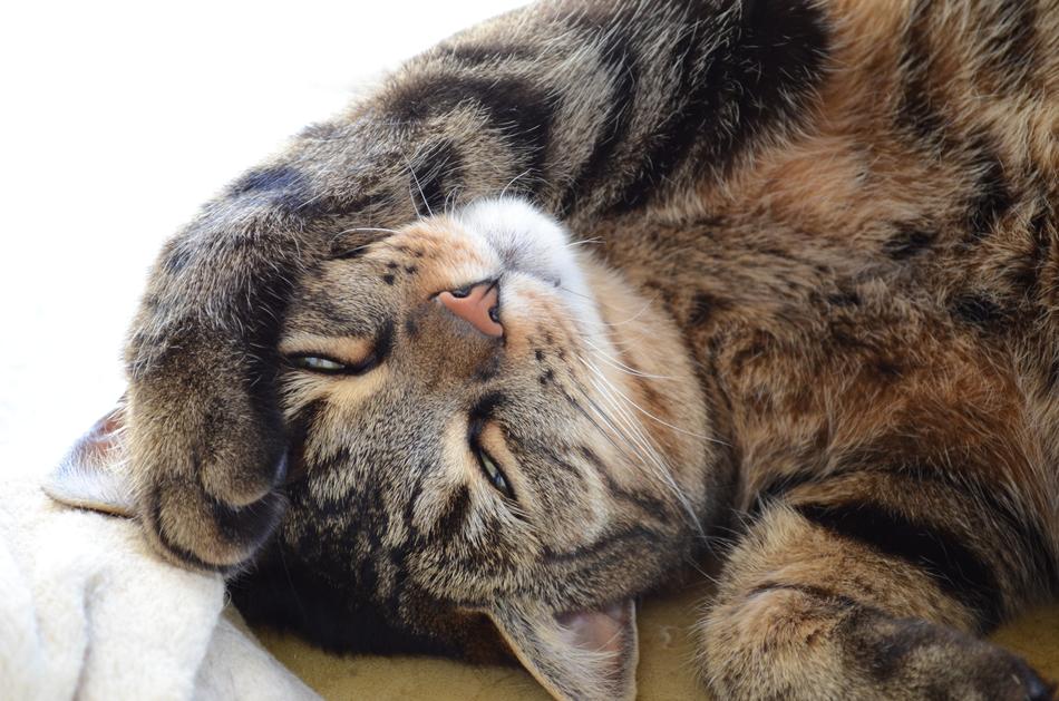 Cat Sleeps Tomcat
