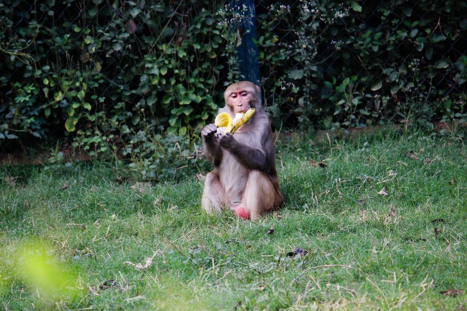 Banana Monkey Green