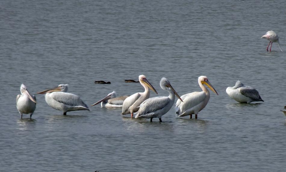 Bird Great White Pelican Pelecanus