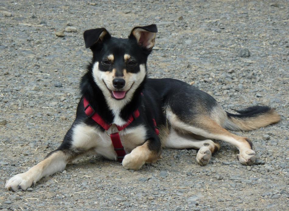Dog Relaxed Animal Welfare