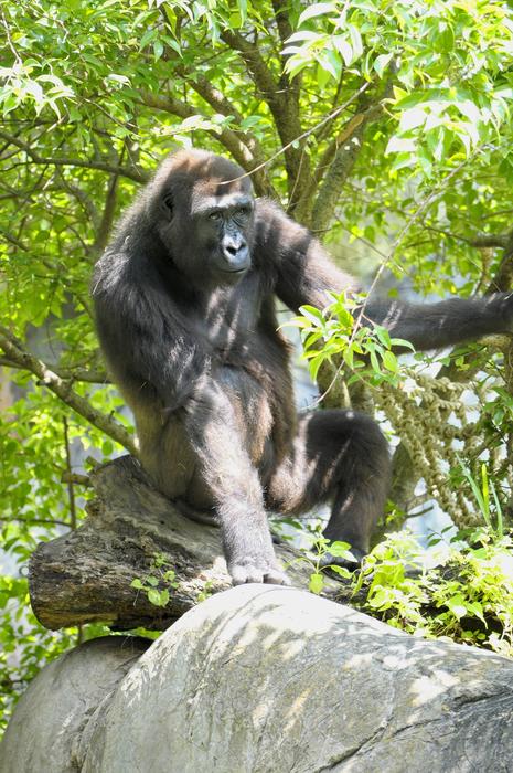 Western Lowland Gorilla Ape
