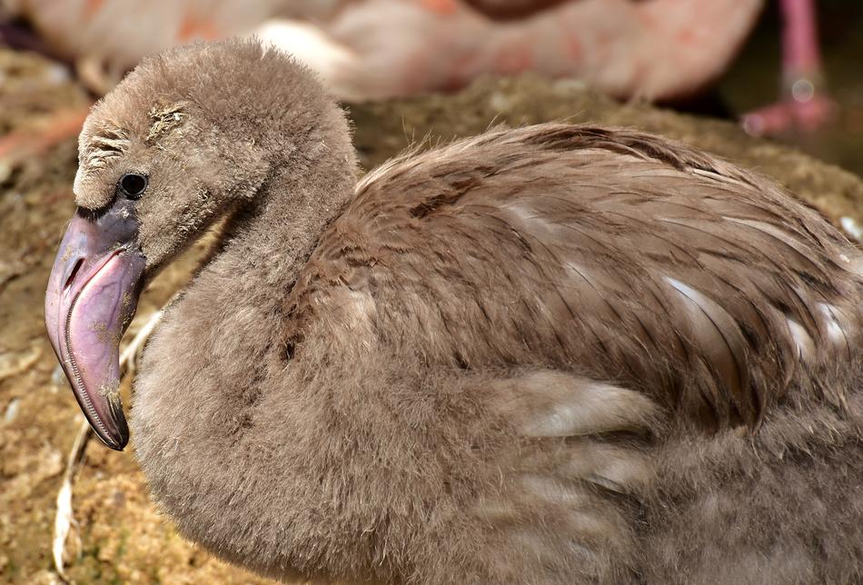 Flamingo Bird Young Animal