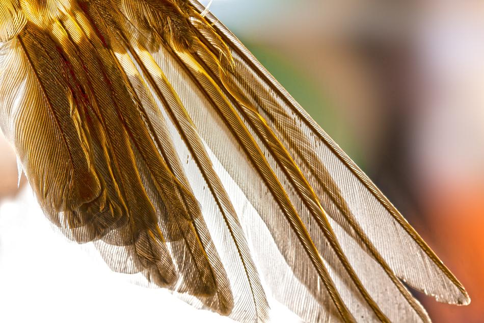 Wing Feather Bird Animal