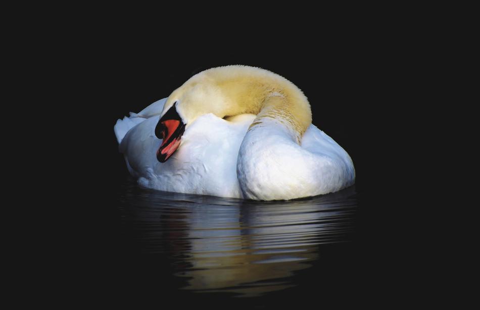 Swan Water Bird Schwimmvogel