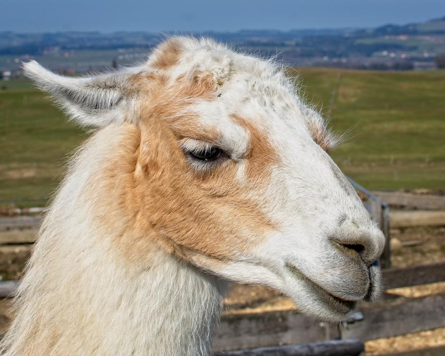 Lama Head Animal