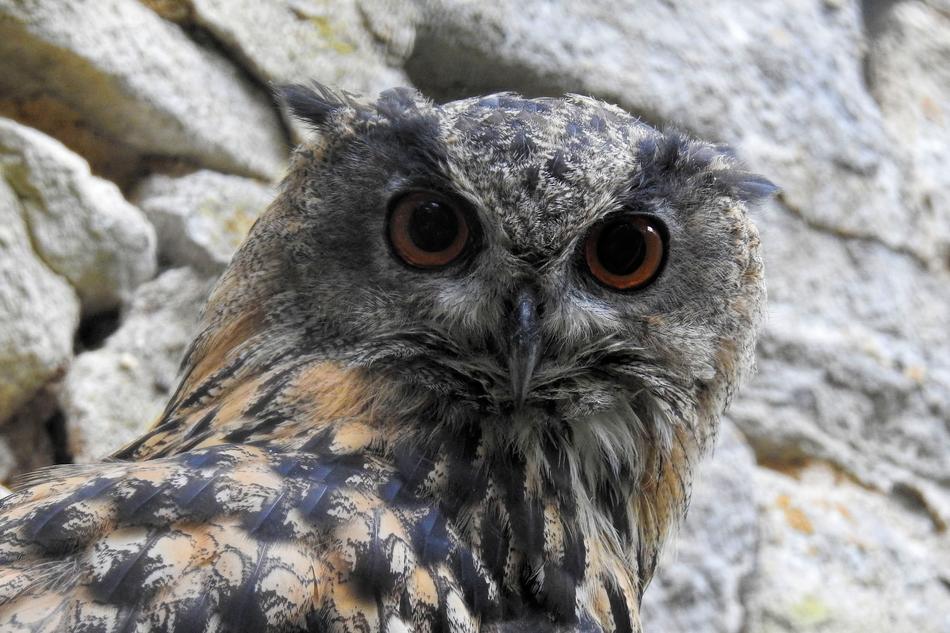 Eagle Owl Bird Of Prey