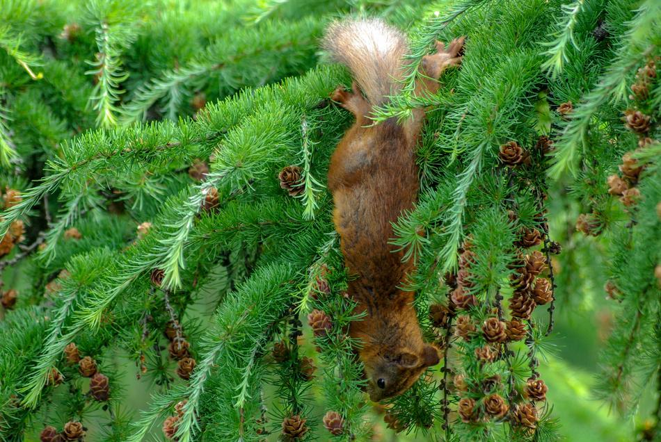 Squirrel Cone Eat