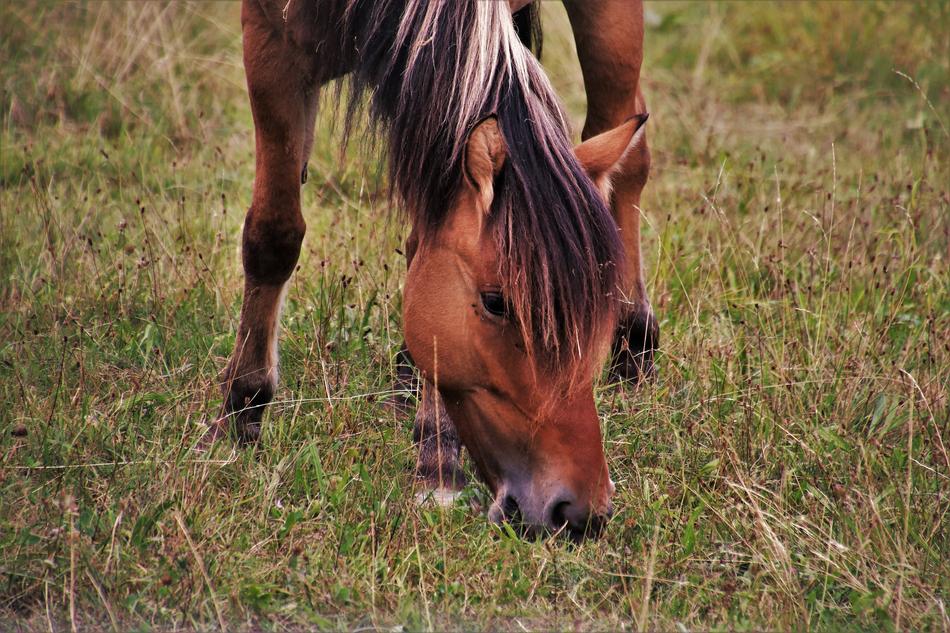The Mane Horse Meadow Pasture