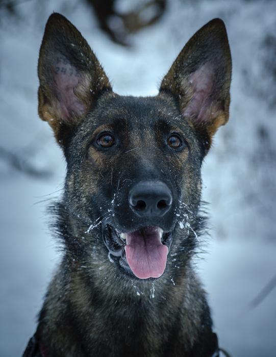 Dog Pet Snow