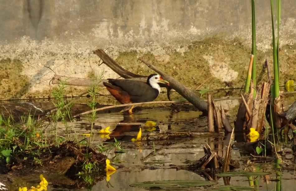 Bird White-Breasted Waterhen