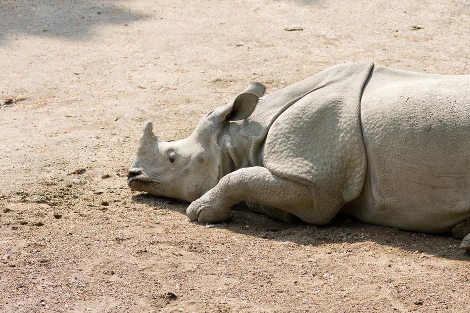 Rhinoceros Rhino Animal