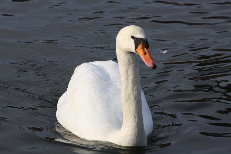 royal swan in the water