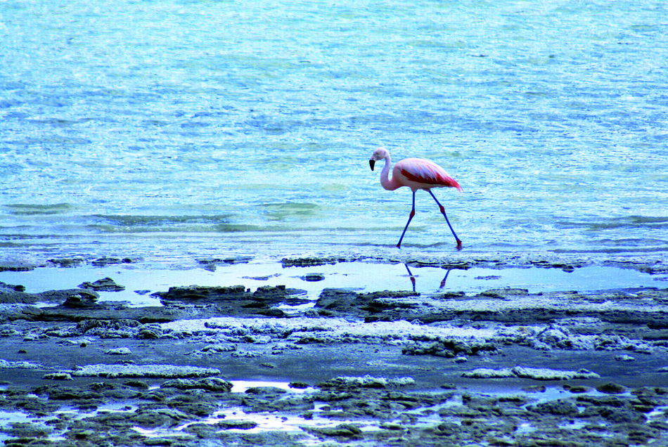Flamingo Rosa Bird