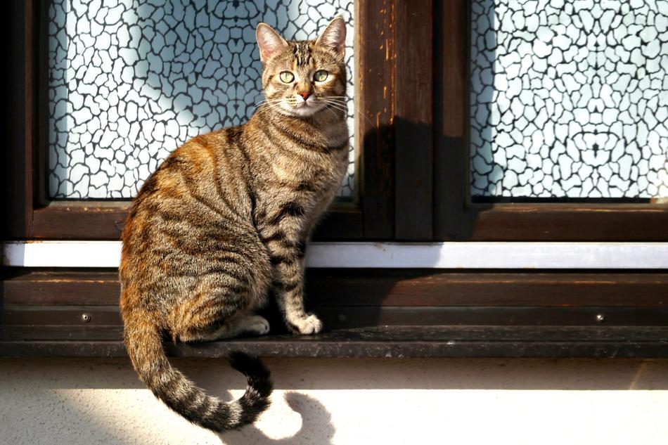 Cat sitting on window shutter