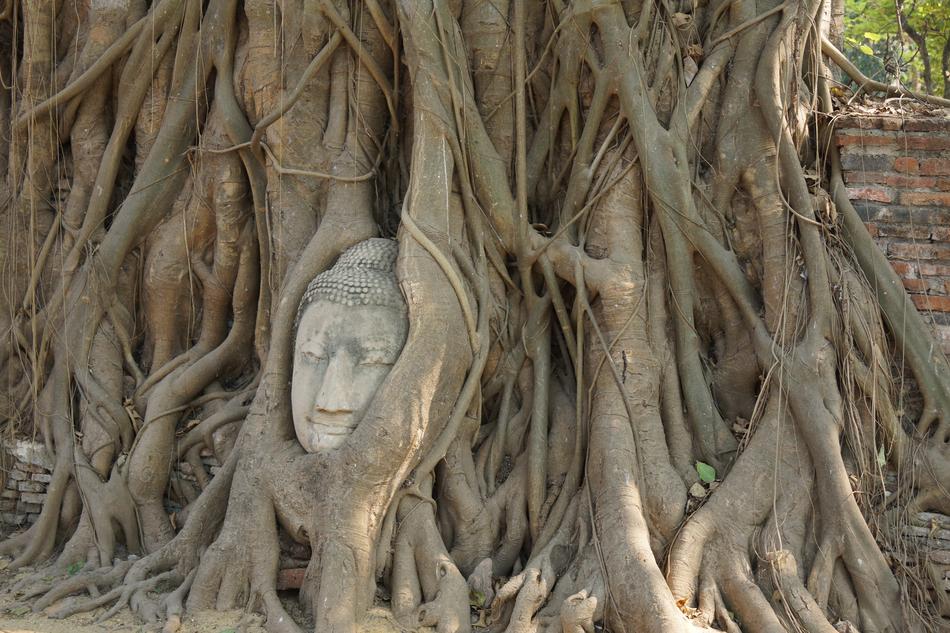 hidden white face in the roots