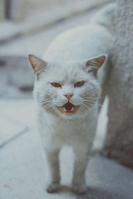 Cat White