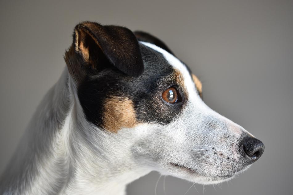 Jack Russel Dog Cute