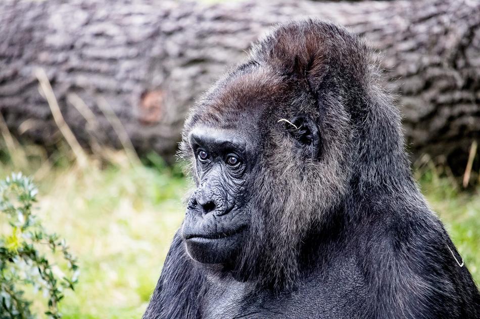 Gorilla Animal Mammal