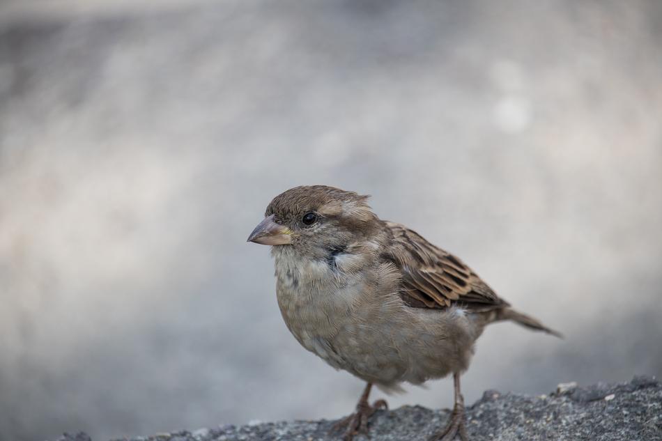 Sparrow Sperling Bird