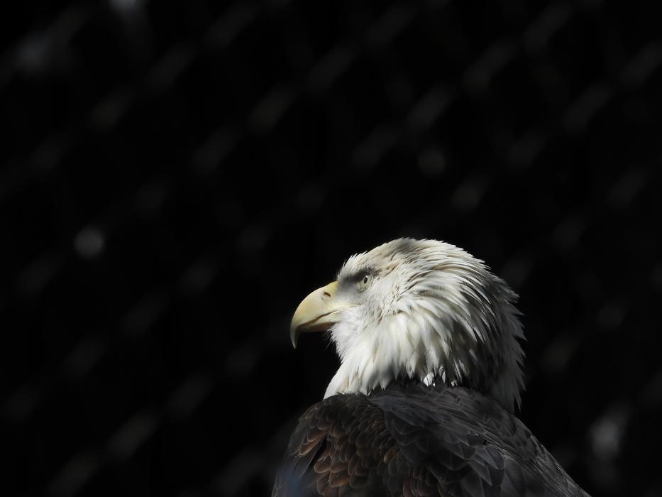 eagle with black background