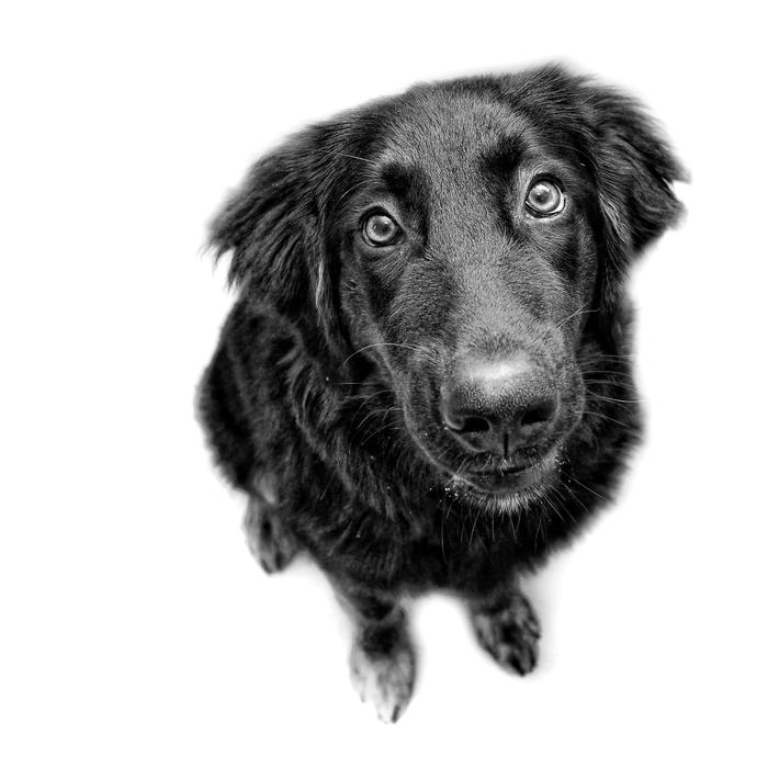 Dog Black And White Are You