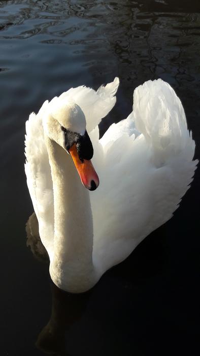 swan floating in the lake
