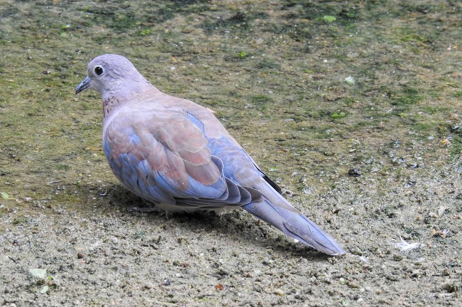 Dove Bird sitting on ground